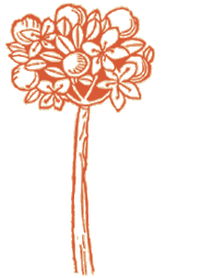 Logo van De Sterappel - Hoogstamfruitboom
